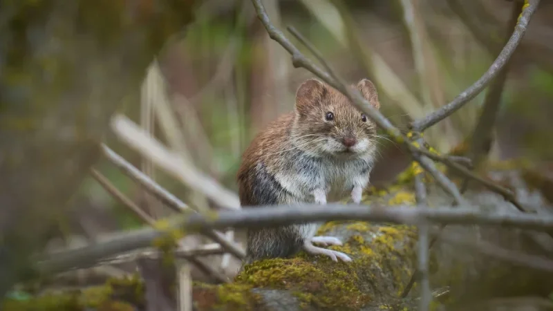 Moles, Voles, or Gophers? The Honest Tier-List of What Actually Works